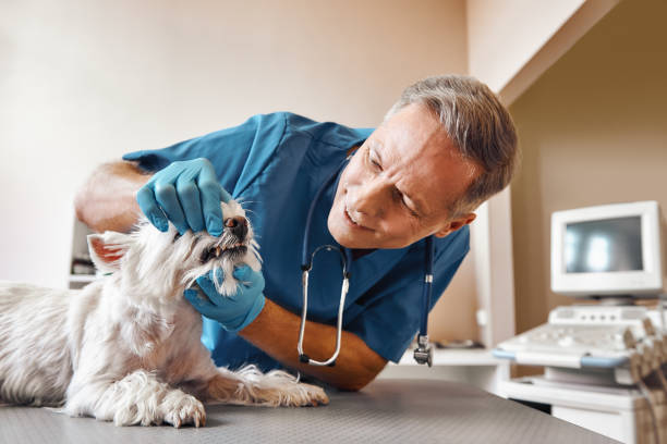 Best Same-Day Emergency Dental Services in Lewiston, ME